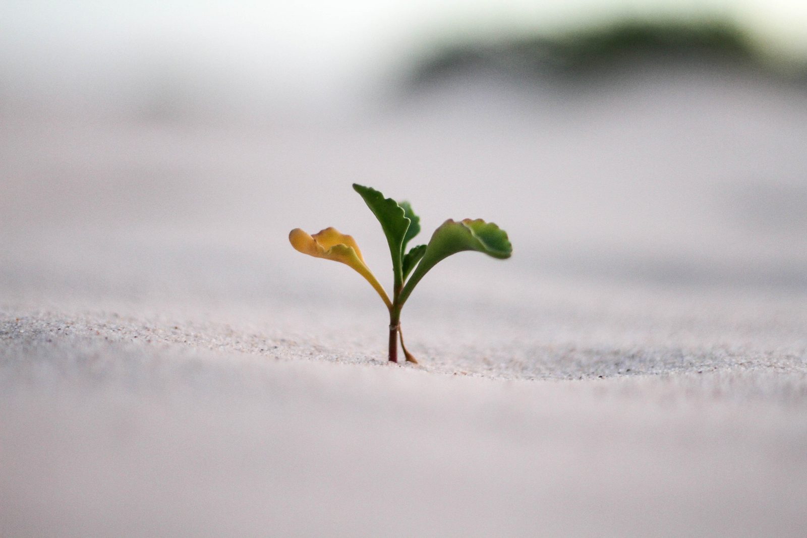 Jong plantje groeit uit het zand